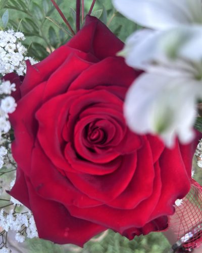 rosa rinascita